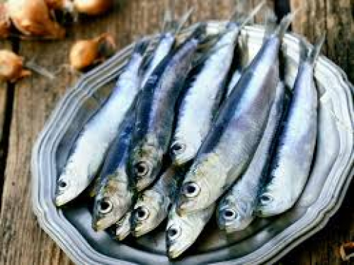 SARDINES / 1KG