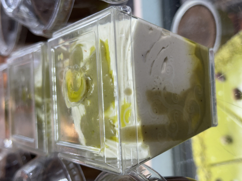 Mousse au pistache 