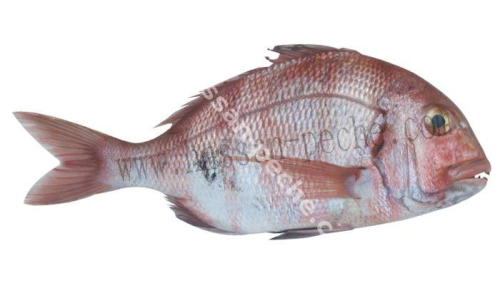 Pagre royal 1kg 